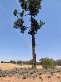 Tree on field against clear sky