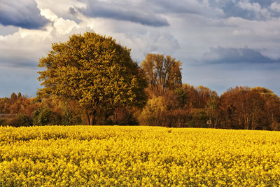 Scenic view of oilseed rape field against sky