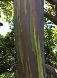 Close-up of tree trunk in forest