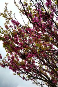 Low angle view of pink flowers