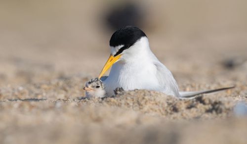 Close-up of bird