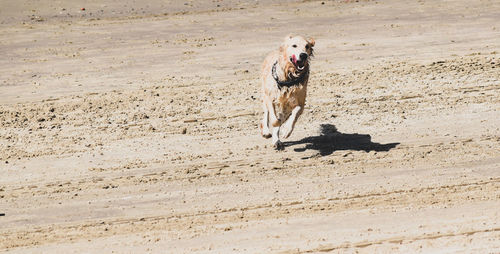 Dog running on beach