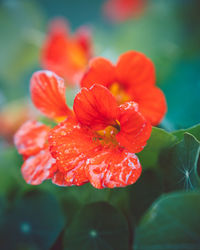 Close-up of red flower