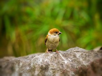 Close-up of bird perching on rock