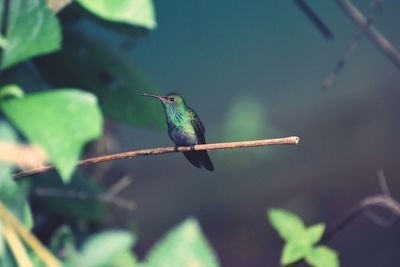 Close-up of bird perching on tree