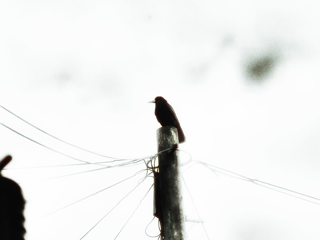 LOW ANGLE VIEW OF BIRDS PERCHING ON CABLE AGAINST SKY