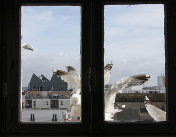 Seagulls flying in sky seen through window