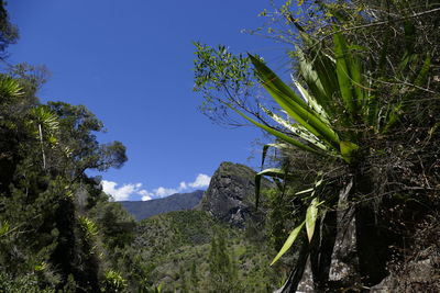 Low angle view of fresh green plants against blue sky