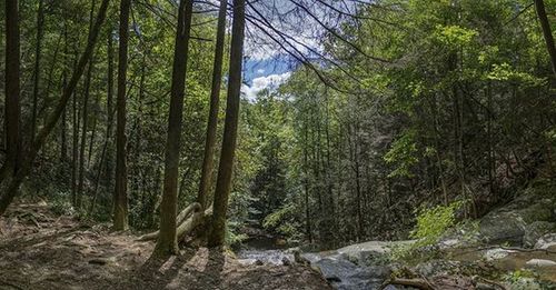 Trees in forest