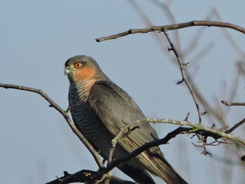 Low angle view of owl perching on tree against sky