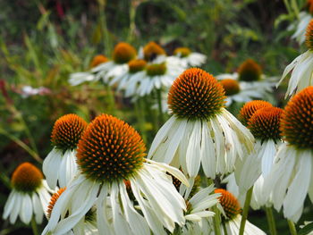 Close-up of flowering plant