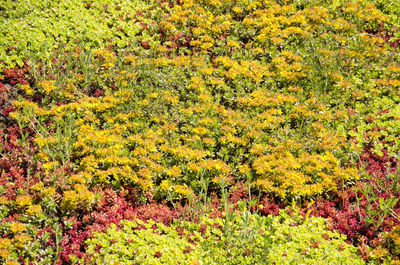 High angle view of flowering plants on field