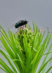 Close-up of housefly on plant