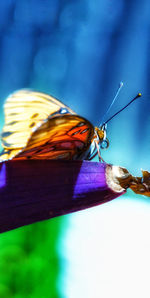 Close-up of butterfly on purple flower