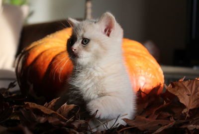 Close-up of cat