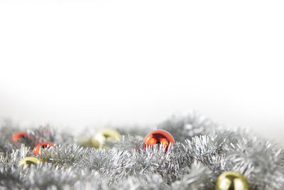 Close-up of frozen flower on field