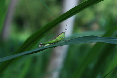 Close-up of insect on leaf