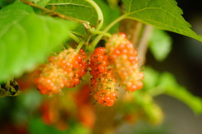 Close-up of berries growing on plant