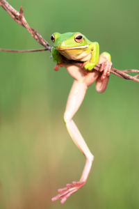 Close-up of frog on leaf