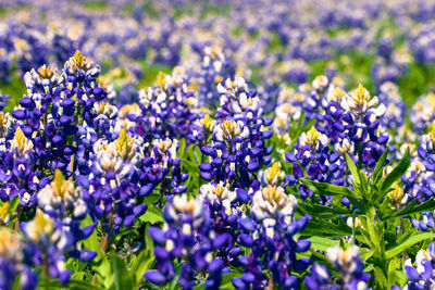 Close-up of fresh purple flowers in field