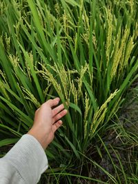 Cropped image of hand touching plant on field
