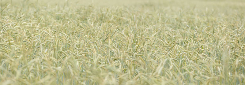 Full frame panorala shot of wheat field