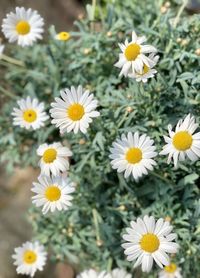 Close-up of white daisy flowers