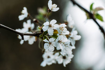 Close-up of white cherry blossoms in spring