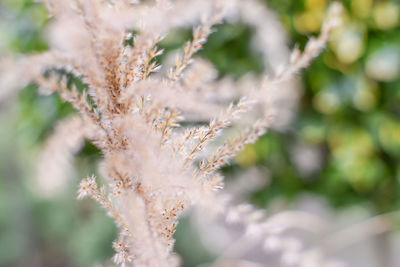 Close-up of flower tree