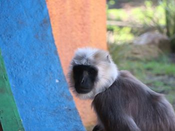 Close-up of baby looking away while sitting on plant