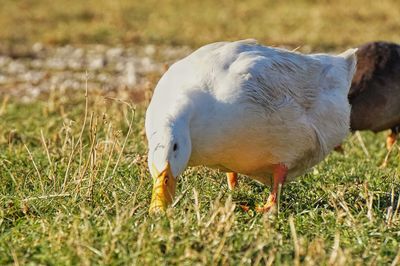 Close-up of bird on field