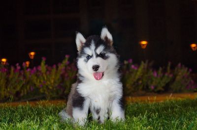 Portrait of dog sticking out tongue at night