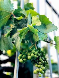 Close-up of grapes growing in vineyard