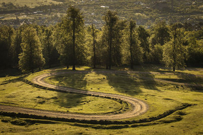 High angle view of trees on field