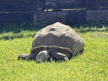 View of turtle in field