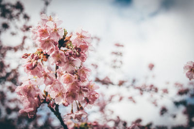 Pink flowers blooming on tree