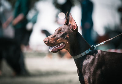 Close-up of a dog looking away