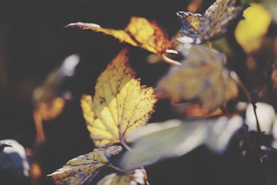 Close-up of dried leaves on plant