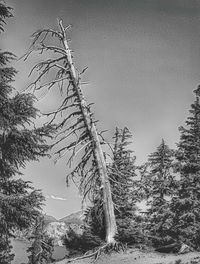 Pine trees in forest against sky during winter