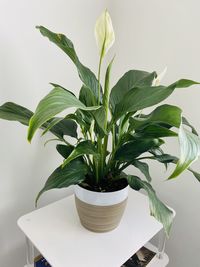 Potted plant against wall