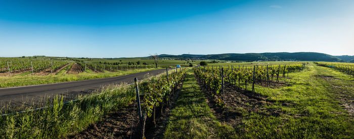 Scenic view of vineyard against clear sky