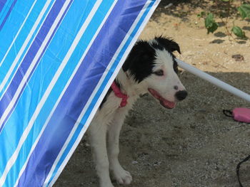 Close-up of dog on beach