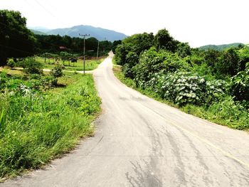 Road amidst plants and trees against sky