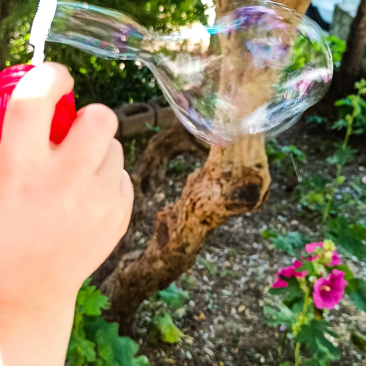 hand, one person, flower, nature, plant, holding, women, water, adult, close-up, day, outdoors, bubble, leaf, lifestyles, leisure activity, tree, fragility, freshness, transparent, flowering plant