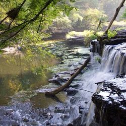River flowing through forest