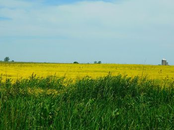 Scenic view of field against clear sky