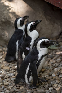 High angle view of penguins on rock