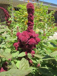 Close-up of purple flowers growing on plant