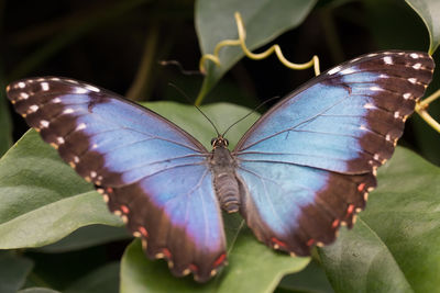 Close-up of butterfly pollinating on leaf