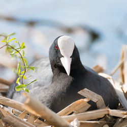 Close-up of coot relaxing in nest